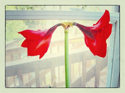 Amaryllis _Snapseed