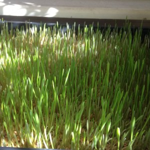 wheatgrass