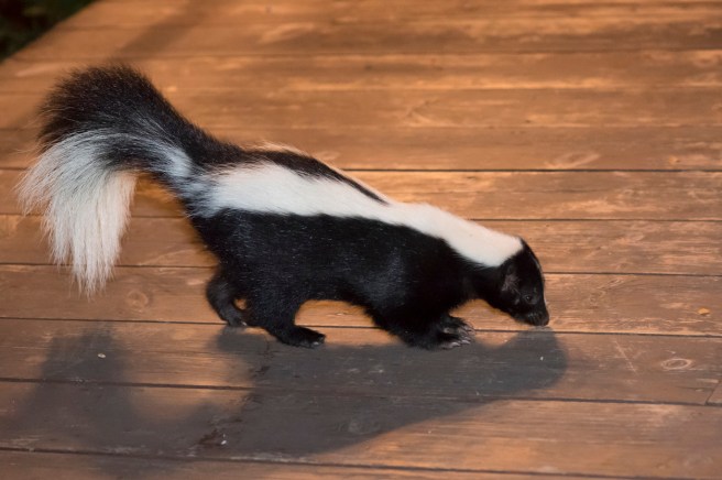 Skunk in Backyard Patio