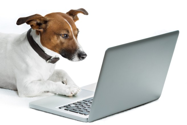 dog computer