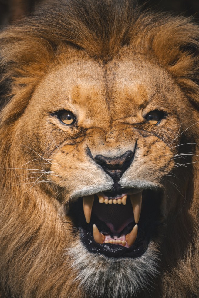 Close-up of a roaring lion with a prominent mane, showcasing its sharp teeth and intense gaze.